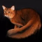 FOX_toil